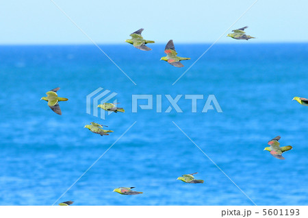 アオバト 5601193