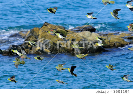 アオバト 5601194