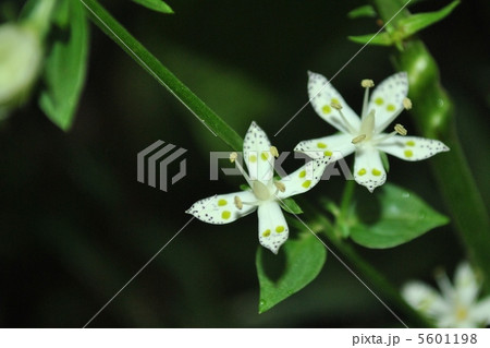 アケボノソウ 5601198