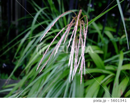 すすき 植物 尾花 七草 すすき 植物 尾花 七草 5601341
