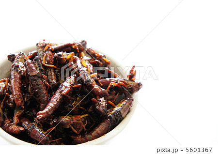 イナゴの佃煮 5601367