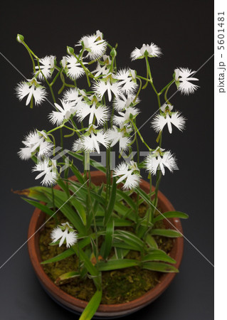 サギソウの鉢植え サギソウの鉢植え 5601481