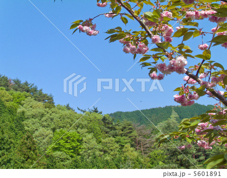 新緑の和泉葛城山 新緑の和泉葛城山 5601891