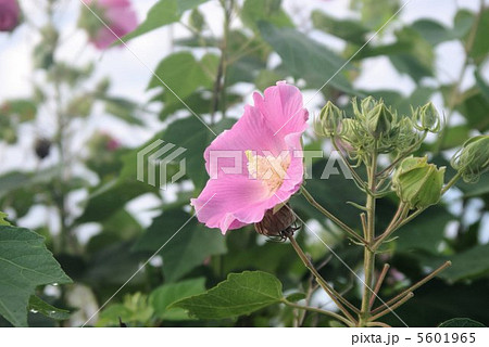 ピンクの芙蓉 5601965