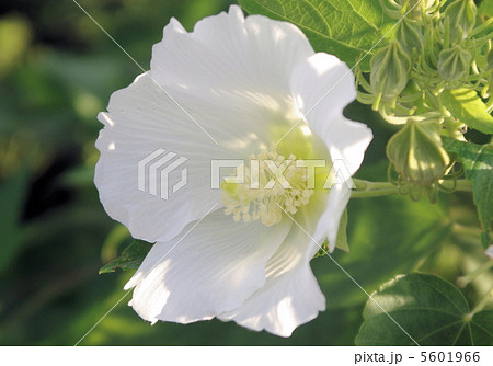 純白のフヨウ 純白のフヨウ 5601966