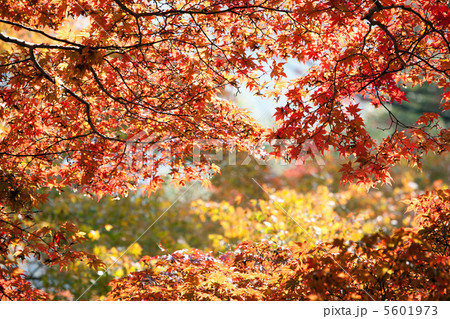 鞍馬の紅葉 5601973