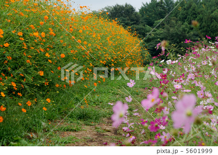 鼻高展望花の丘 高崎市 鼻高展望花の丘 高崎市 5601999