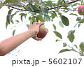 りんご狩り 5602107