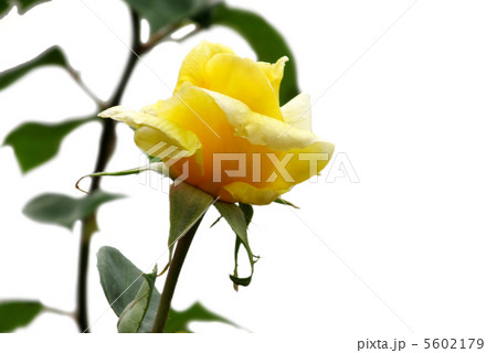 黄色の薔薇 黄色の薔薇 5602179