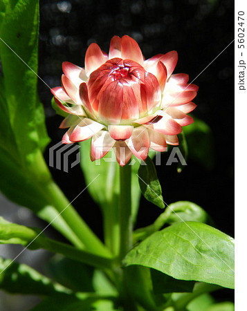 テイオウカイザイク(帝王貝細工) テイオウカイザイク(帝王貝細工) 5602470