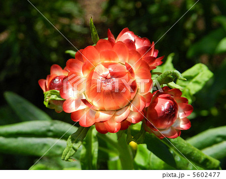 テイオウカイザイク(帝王貝細工) テイオウカイザイク(帝王貝細工) 5602477