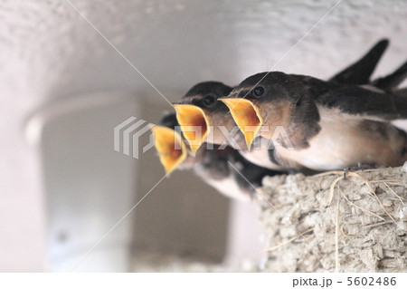 ツバメの巣 5602486