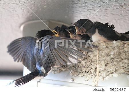 ツバメの巣で餌やりする親鳥 ツバメの巣で餌やりする親鳥 5602487