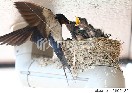 ツバメの巣で餌やりする親鳥 ツバメの巣で餌やりする親鳥 5602489