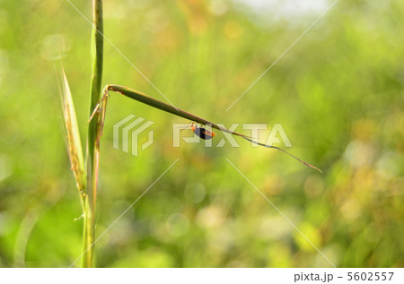 昆虫 昆虫 5602557