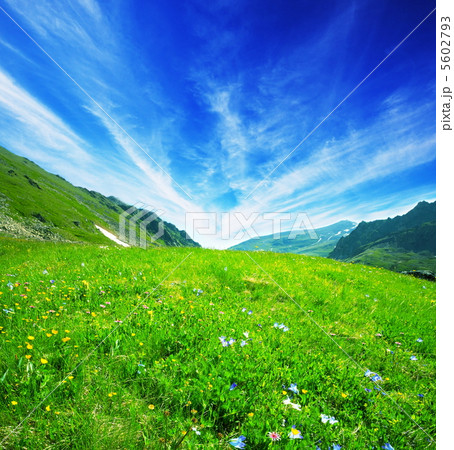 Meadow 5602793