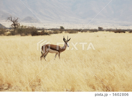 Antelope Antelope 5602806