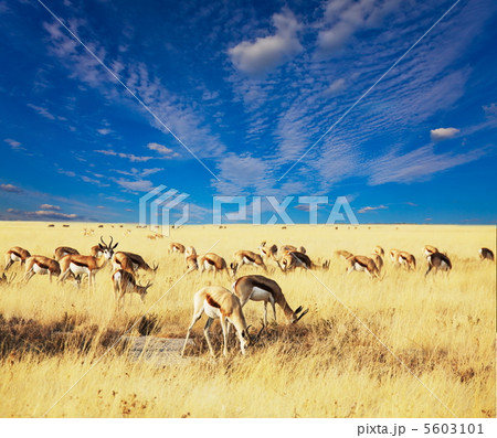 Antelope Antelope 5603101