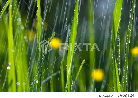 Rain in garden Rain in garden 5603324