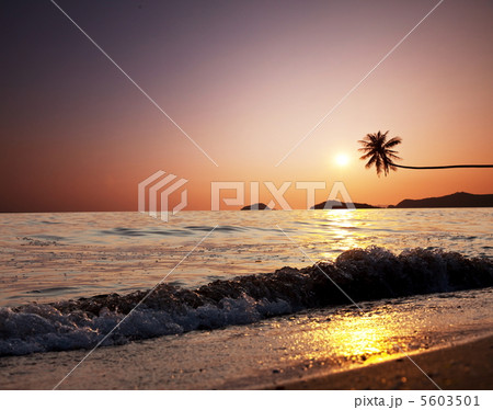 Tropical beach 5603501