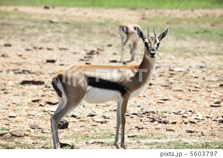 Antelope Antelope 5603797