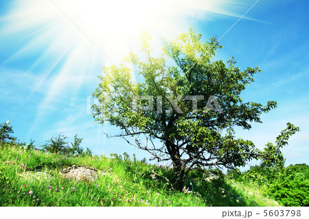 Tree 5603798