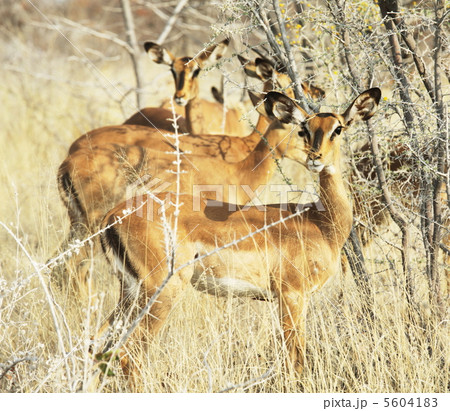 Antelope in bush 5604183