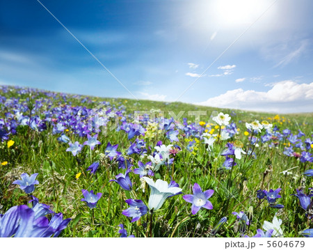 Mountains meadow 5604679