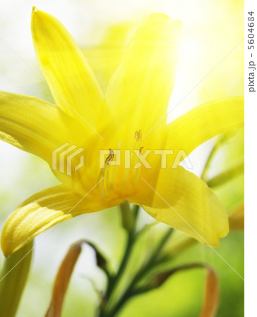 Flower Flower 5604684