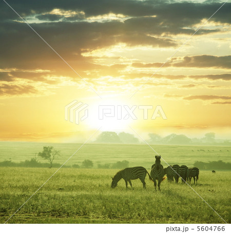 Zebras Zebras 5604766