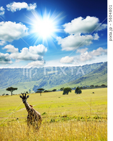 Giraffe 5604801