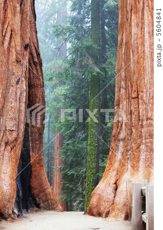 Sequoya 5604841