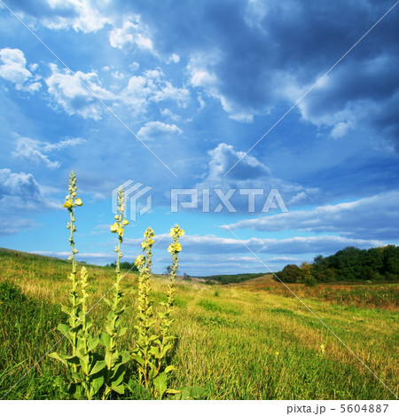 Meadow Meadow 5604887