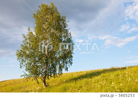 Birch 5605253