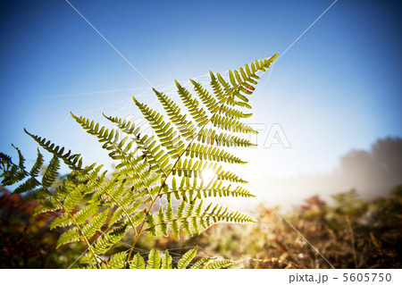 Fern 5605750