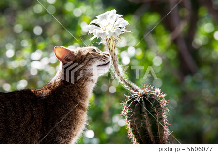 Cat and flower 5606077