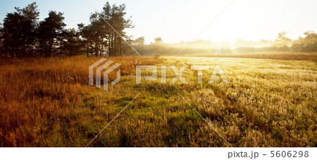 Grassland 5606298