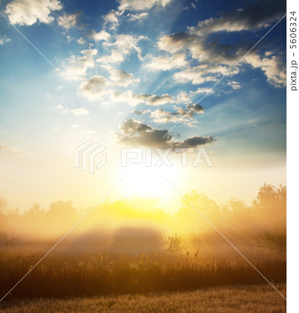 Misty forest Misty forest 5606324