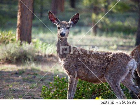 Deer Deer 5606898