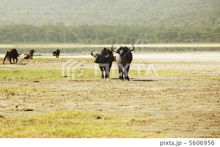 Buffalo Buffalo 5606956