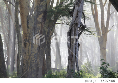 Jungle Jungle 5607486