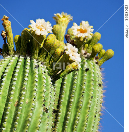 Blossoming cactus 5608082