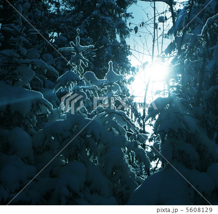 Frozen trees 5608129