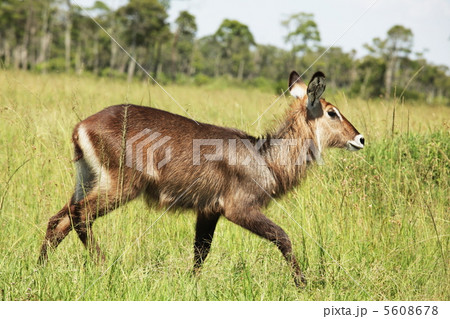 Waterbuck Waterbuck 5608678