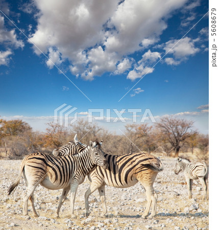 Zebras 5608679