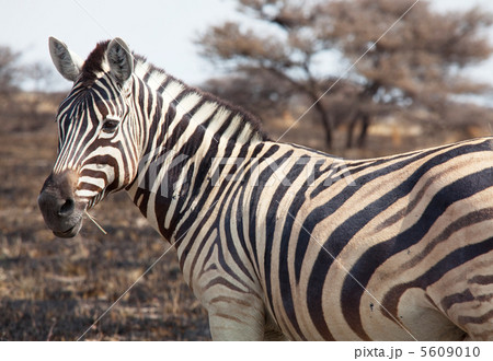 Zebras Zebras 5609010