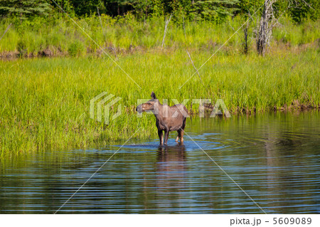 Moose Moose 5609089