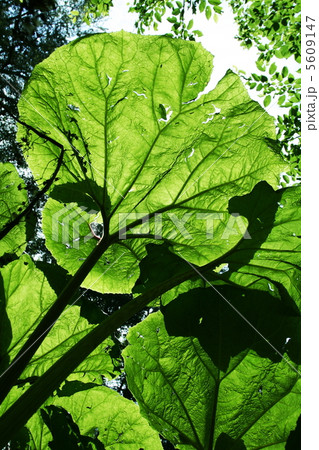 Green leaves Green leaves 5609147