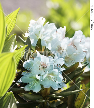 Flowers 5609460