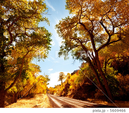 Autumn road Autumn road 5609466